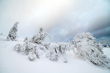 Freshly fallen snow covers the branches of trees. Snow storm left trees in forest with thick coating of heavy ice and snow.