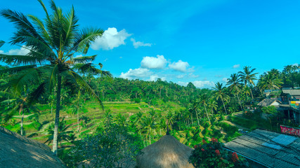 Fototapeta na wymiar Famous rice terraces near Ubud in Bali in sunny summer day
