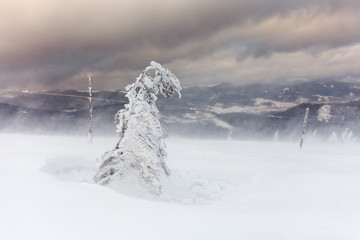 Freshly fallen snow covers the branches of trees. Snow storm left trees in forest with thick coating of heavy ice and snow.