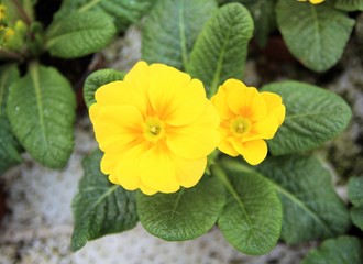 Blooming yellow spring primulas