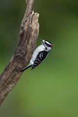 Male Downy Woodpecker (Picoides pubescens)
