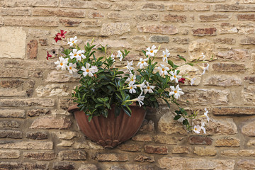 Flowerpot on the streets of Assisi