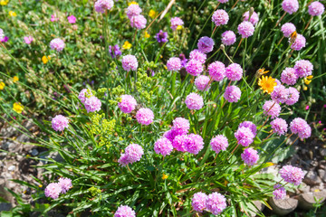 Flowers in alpine meadow