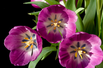 Fototapeta premium Purple Tulip close-up 