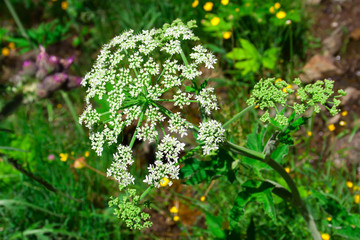 Flowers in alpine meadow.