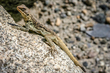 Lizard on a rock