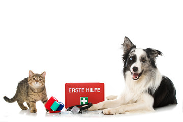 Erste Hilfe bei Hund und Katze