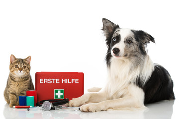 Erste Hilfe bei Hund und Katze