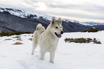 Husky in the mountain