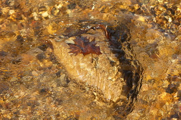 river rock with leaf