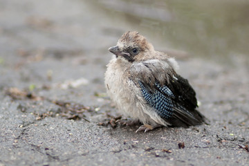 little jay chick is sitting on the ground