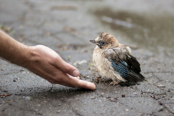 man's hand is stretched to the little jay chick