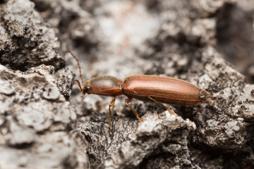 Click beetle on wood