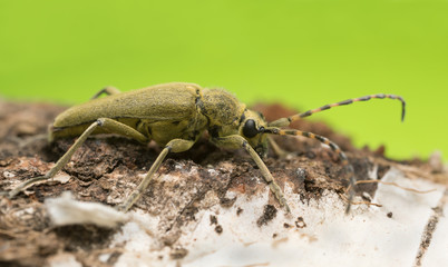 Longhorn beetle, Lepturobosca virens on birch wood