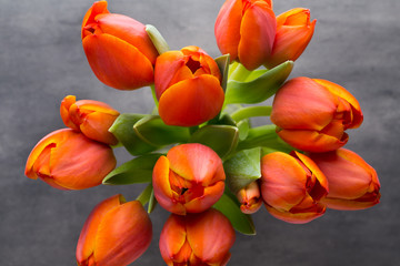 Tulips, orange on the grey  background.