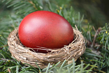 Close up of Easter nest on the tree