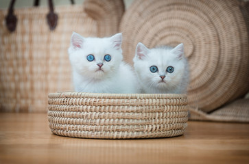 Two beautiful  purebred British kittens in the basket .