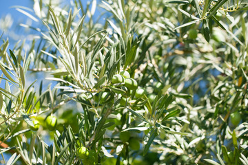 Olive tree branch