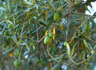 Olive tree branch