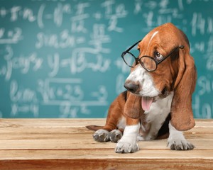 Dog.