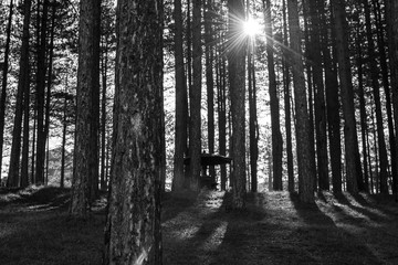 Sun ray through forest. Black and white photo.