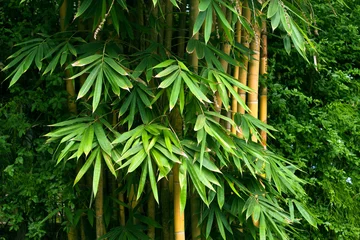 Wall murals Bamboo Bamboo