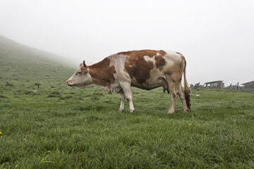 Cow on a green meadow 3