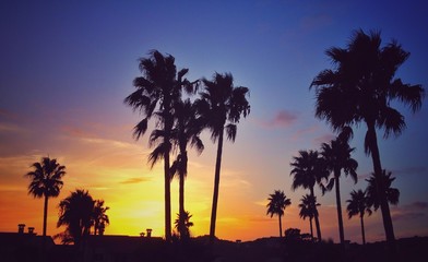 Obraz premium silhouette palm trees sunset