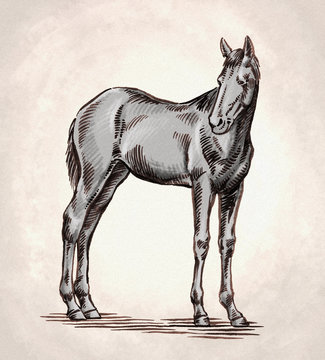 engrave ink draw horse illustration