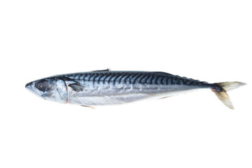 Fresh mackerel isolated white background