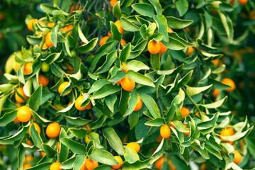 Kumquat tree branch