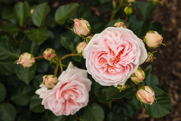 pink polyantha rose in bloom