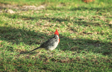 Back view of a red crested cardinal