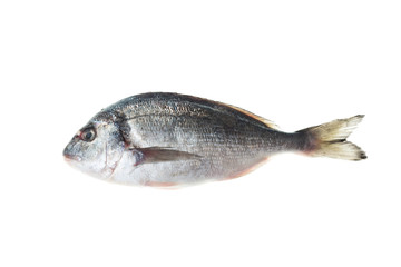 Dorado fish isolated white background