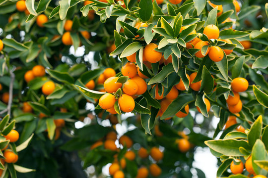 Kumquat tree branch