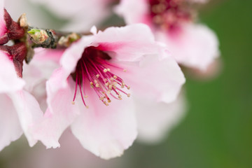 Fototapeta premium Peach tree blossom