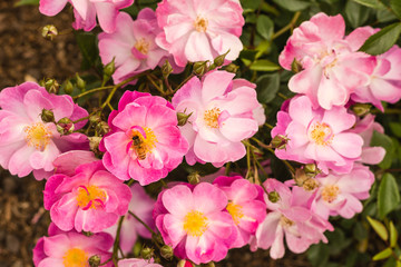 Fototapeta na wymiar pink rose bush flowers in bloom