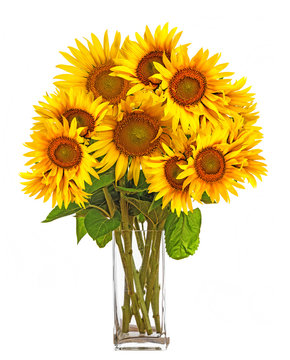 a big bunch of sunflowers in a vase