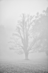 Obraz na płótnie Canvas Dark tree silhouette in fog