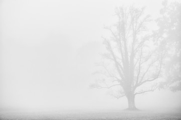 Fototapeta na wymiar Dark tree silhouette in fog