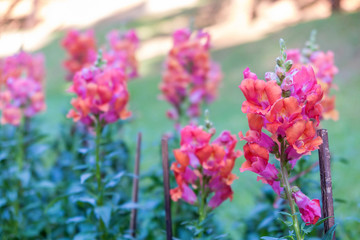Fototapeta premium Pink Snapdragon flower