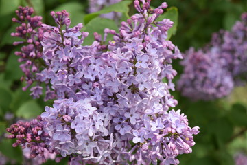 The Lilac flowers