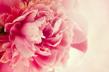 Tender pink peony. Small depth of field © eternal aviv