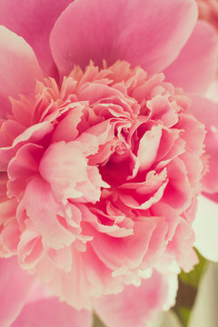 Fototapeta Tender pink peony. Small depth of field