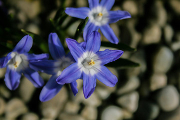 Farbenfrohe Mauerbl&uuml;mchen