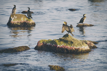 Cormorants at Sea