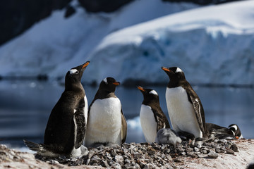 Fototapeta premium Gentoo Penguin