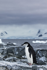 Chinstrap Penguin