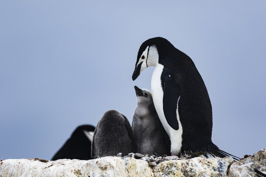 Chinstrap Penguin and chick