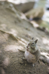 Naklejka na ściany i meble A Curious Squirrel
